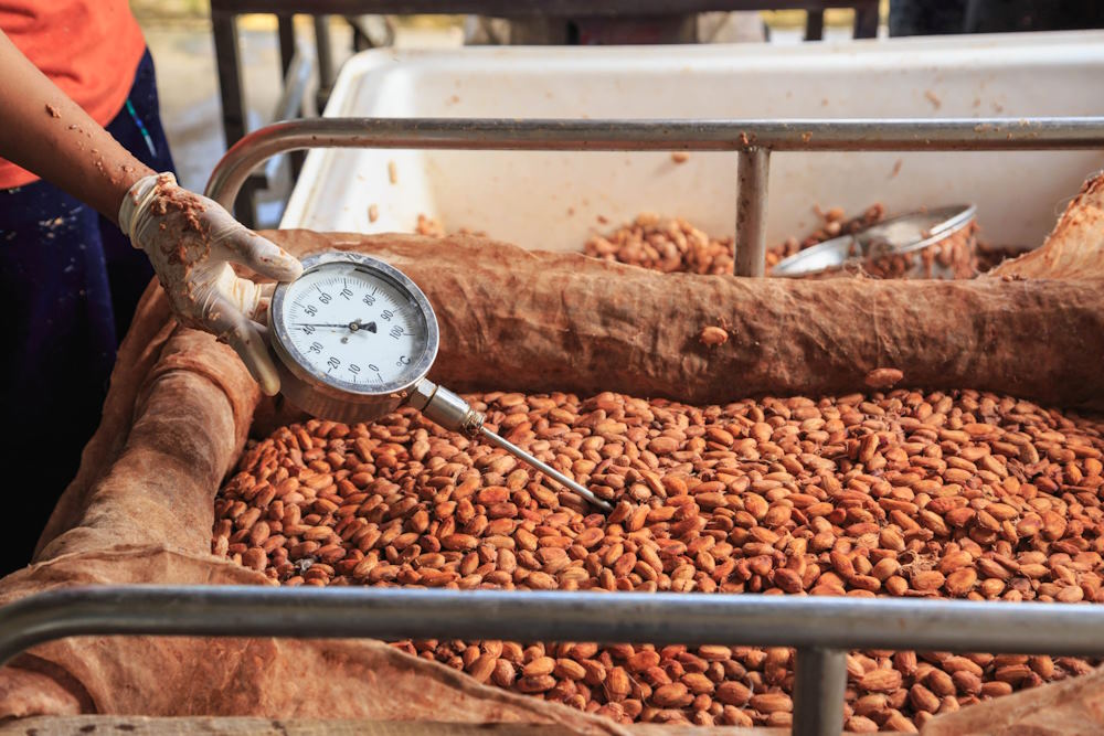 Processing methods such as fermentation and roasting play a critical role in developing the flavour profile of the cocoa.